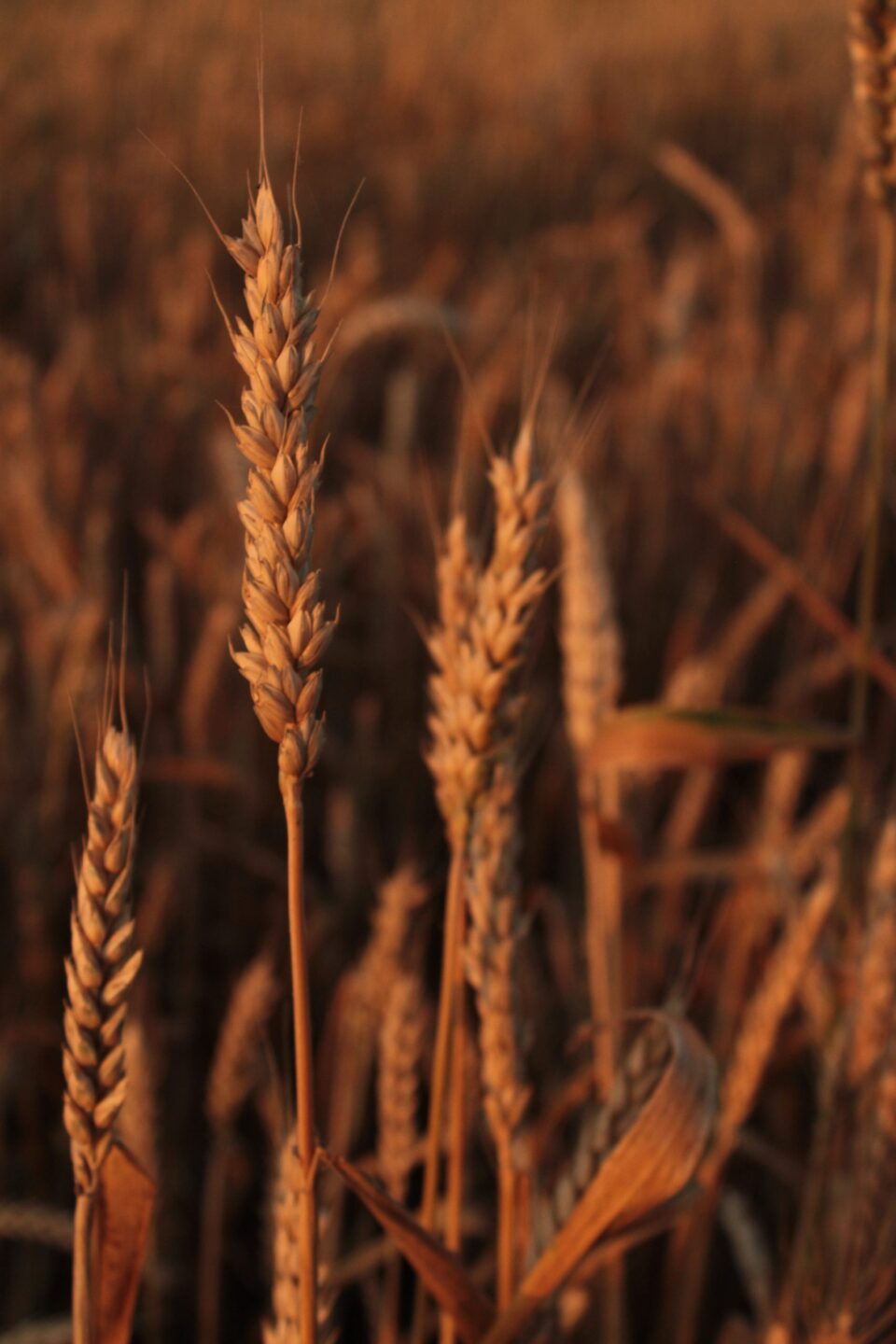 wheat stalks