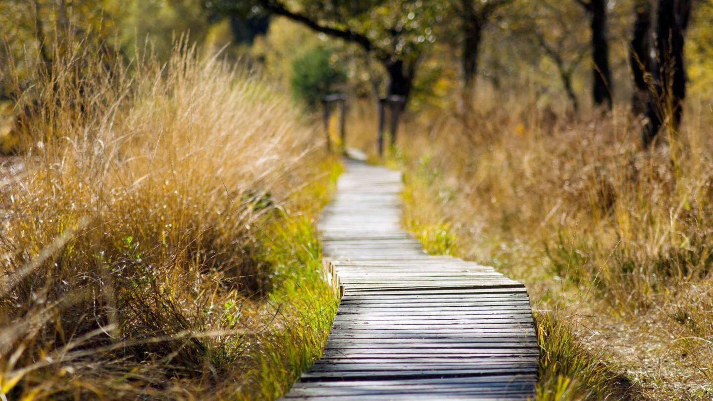 Wooden Pathway