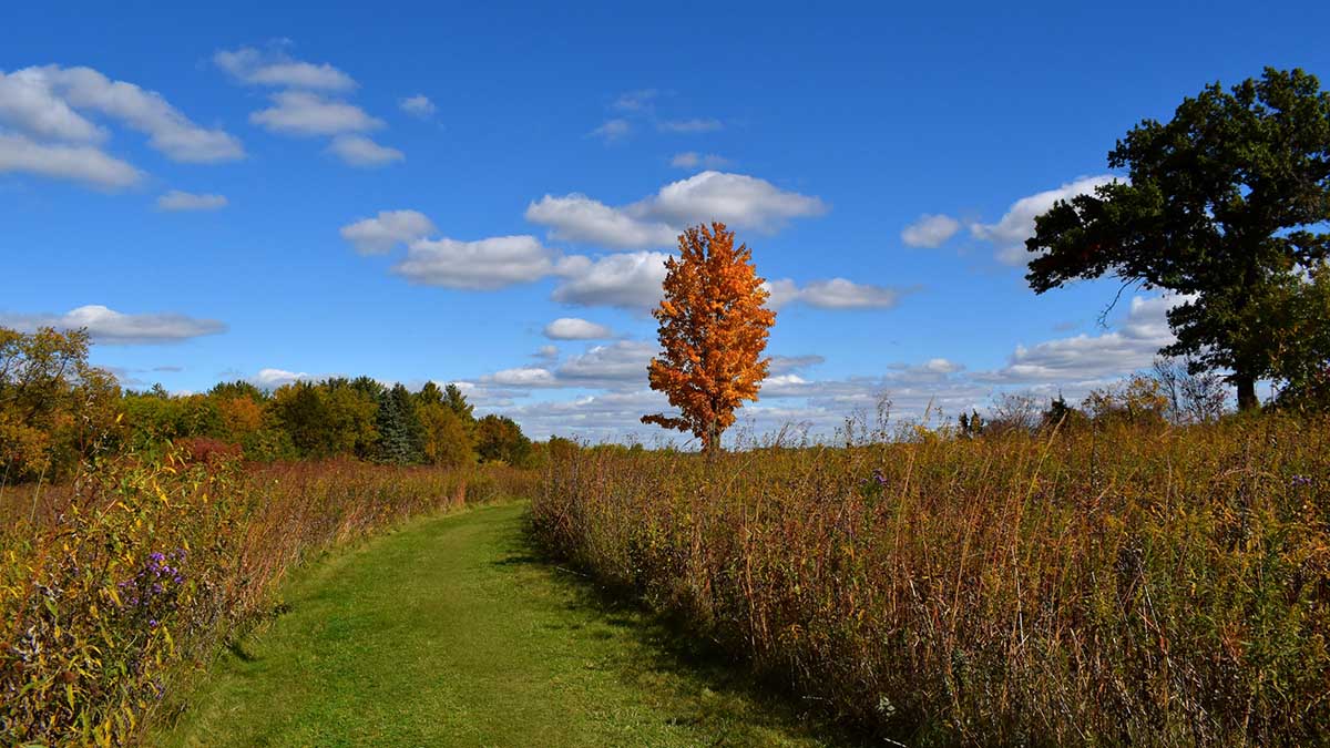 field with tree and sky