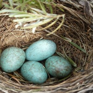Eggs in a Nest