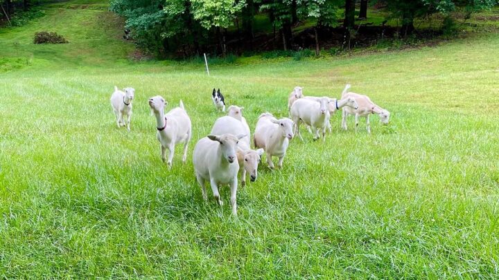 Goats in a field of grass