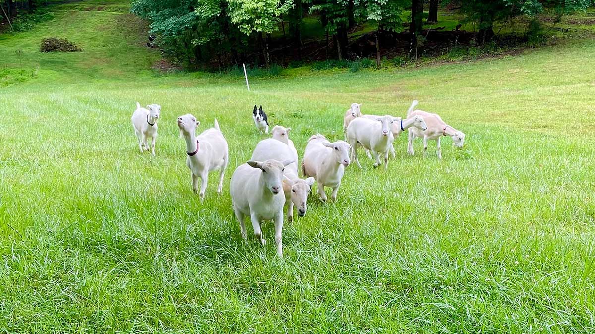 Sheep, Goats & Retreats at The Church at Spring Forest